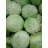 Cabbage